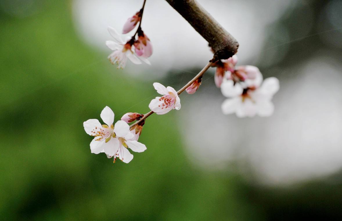 八字中的桃花运有几种?怎么看?